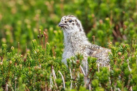 White-tailed Ptarmigan (Lagopus leucurus) in the alpine habitat of British Columbia, Canada