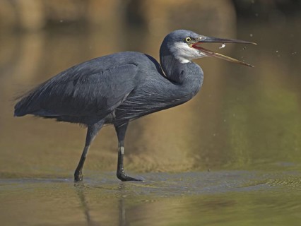 Western Reef Heron (Egretta gularis) foraging, Gambia