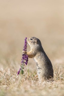 One European ground squirrel (Spermophilus citellus) or European souslik standing erected in dry
