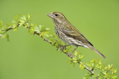 Purple Finch (Haemorhous purpureus) female, British Columbia, Canada