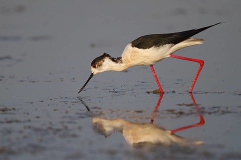 Black-winged Stilt (Himantopus himantopus) foraging, Greece