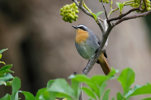 Cape Robin (Cossypha caffra), adult, on bush, vigilant, foraging, Kirstenbosch Botanic Gardens,