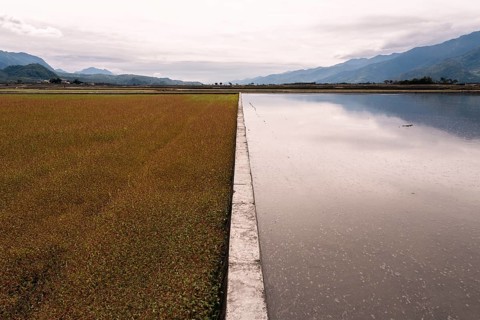 Expansive Asian rice fields and tranquil water reflections, bordered by distant mountains under a