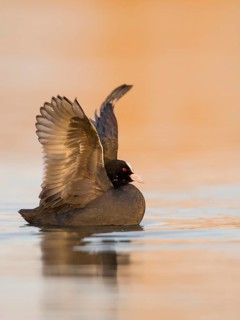 Eurasian Coot (Fulica atra) flapping, Rhineland-Palatinate, Germany
