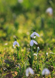 Snowdrop (Galanthus nivalis), North Rhine-Westphalia, Germany