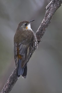 White-throated Treecreeper (Cormobates leucophaea) juvenile female, New South Wales, Australia