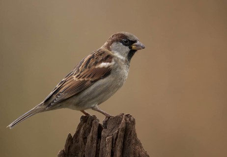 House Sparrow (Passer domesticus) male, Mecklenburg-Western, Pomerania, Germany