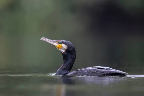 Great Cormorant (Phalacrocorax carbo), North Rhine-Westphalia, Germany