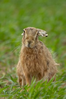 European brown hare (Lepus europaeus) adult animal in a farmland cereal field in spring, Suffolk,