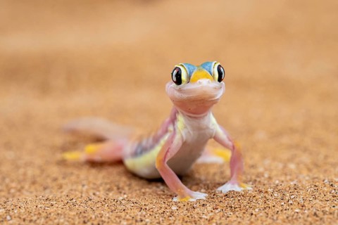 Palmato gecko (Pachydactylus rangei), Namib Desert, Namibia