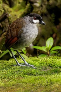 Jocotoco Antpitta (Grallaria ridgelyi) perched on the ground in the South of Ecuador