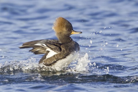 Hooded Merganser (Lophodytes cucullatus) female flying, British Columbia, Canada