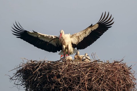 White Stork (Ciconia ciconia) with chicks in nest, North Rhine-Westphalia, Germany
