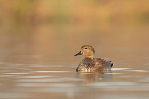 Gadwall (Mareca strepera) male, Utrecht, Netherlands