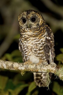 Rufous-banded Owl (Strix albitarsis) perched on a branch in Ecuador, South America