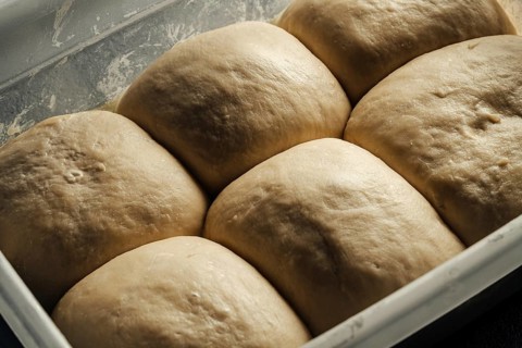 Close up of six portions of bread dough resting in a container, highlighting their smooth texture