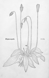 Hoary Plantain (Plantago media), woodcut by Leonhart Fuchs, from New Kreüterbuch, neues