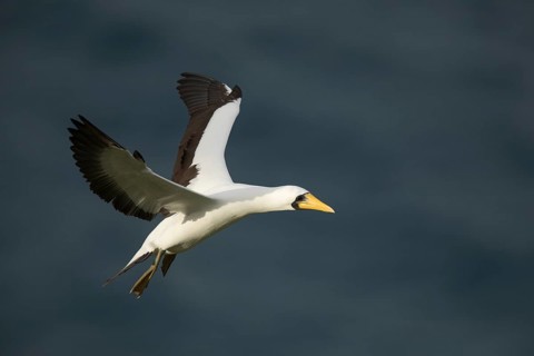Masked Booby (Sula dactylatra tasmani) flying, Norfolk Island