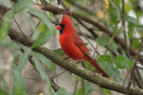 Red cardinal (Cardinalis cardinalis) in Homosassa, Florida, USA
