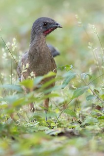 Plain Chachalaca (Ortalis vetula pallidiventris) foraging, Peten Yaxha, Guatemala