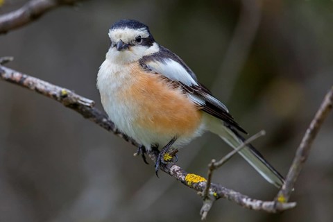 Masked shrike, (Lanius nubicu), animals, birds, family of shrikes, perching site, biotope Lesbos