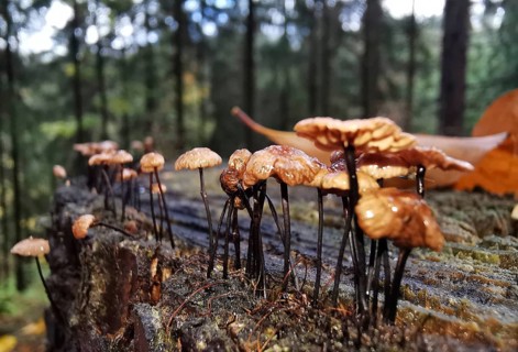 Small mushrooms (armillaria) growing on a tree stump in the forest in close-up and looking as if