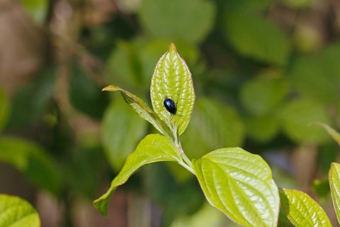 Agelastica alni (Agelastica alni), on leaf, North Rhine-Westphalia, Germany
