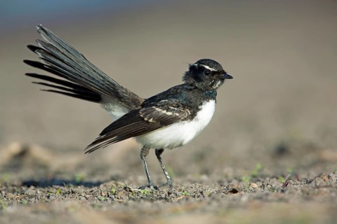Willie Wagtail (Rhipidura leucophrys) juvenile, Victoria, Australia