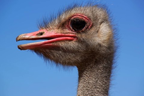 Common ostrich, (Struthio camelus), Portrait, South Africa