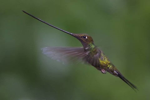 Sword-billed Hummingbird (Ensifera ensifera) flying in eastern Ecuador, South America