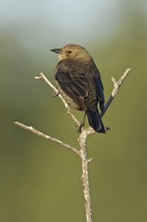 Brewer's Blackbird (Euphagus cyanocephalus), British Columbia, Canada