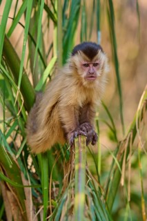 A capuchin monkey rests on a bamboo and gazes calmly into the distance, Capuchin monkey (Sapajus