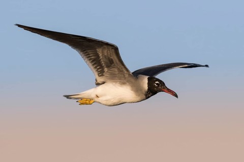 White-eyed Gull (Ichthyaetus leucophthalmus) juvenile flying, Eilat, Israel