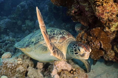 Green turtle (Chelonia mydas)
