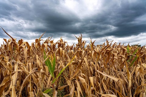 Maize field near Hünxe, dry plants, still being harvested, mostly used for concentrated feed for