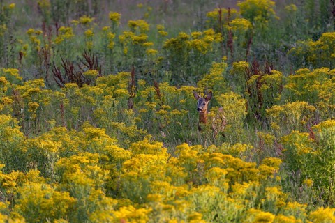 A doe attracts the attention of a roebuck (Capreolus capreolus), dangerous, flower meadow, summer