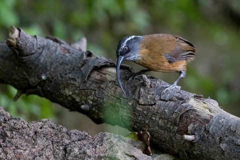 Dünnschnabelsäbler (Pomatorhinus superciliaris forresti) perched on a log, Yunnan, China