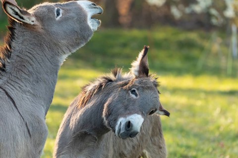 Close up of two donkeys (Equus asinus) showing their teeth with a flehmen response in a sunny field
