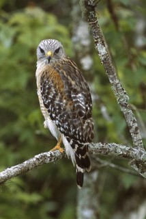 Red-shouldered Hawk (Buteo lineatus), Florida, USA