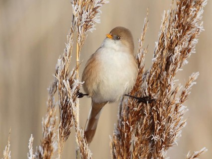 Bearded Reedling (Panurus biarmicus) female, Saxony-Anhalt, Germany