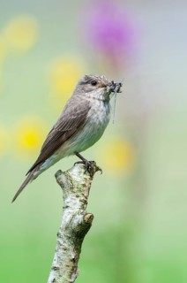 Spotted Flycatcher (Muscicapa striata), Lower Saxony, Germany