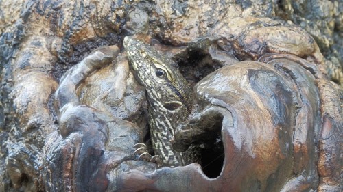 A Bengal monitor lizard (Varanus bengalensis) hiding in a tree hollow with a wood bark pattern, Sri
