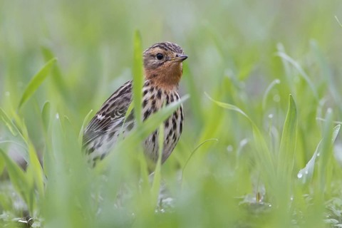 Red-throated Pipit (Anthus cervinus) male, Grobnik, Croatia