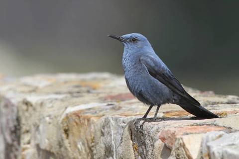 Blue Rock Thrush (Monticola solitarius) male, Extremadura, Spain