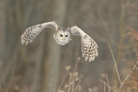 Barred Owl (Strix varia) flying, Ontario, Canada