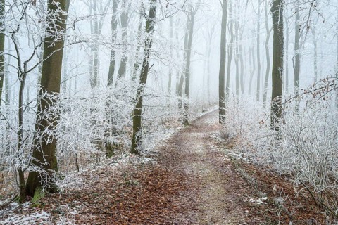 Snow-covered beech forest (Fagus sylvatica) on the Hermannsweg, Terra Vita nature park Park, Dissen