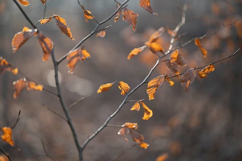 European beech (Fagus sylvatica), discoloured leaves and branches, shallow depth of field, Hainich