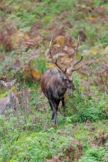 A Sika deer stag (Cervus nippon) and a female are standing in a meadow on hilly ground