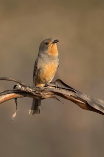 Red-lored Whistler (Pachycephala rufogularis) perched on a branch, Victoria, Australia