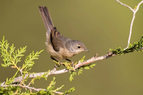Subalpine Warbler (Sylvia cantillans) juvenile, Castile and Leon, Spain